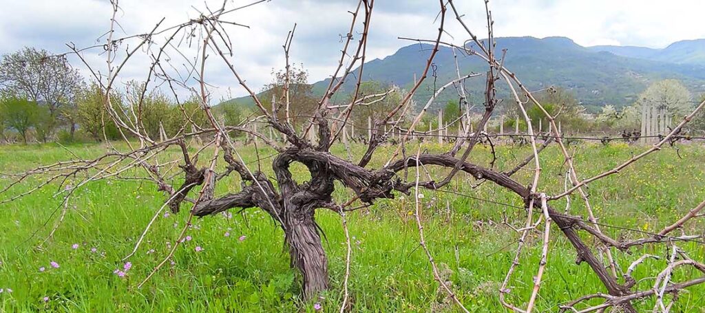 Old vine in Ohrid region