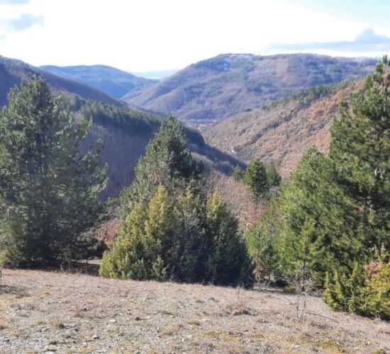 forest near monastery winery